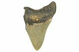 Partial, Fossil Megalodon Tooth - Serrated Blade #371721-1